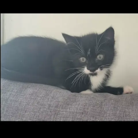 Moustache photo 2