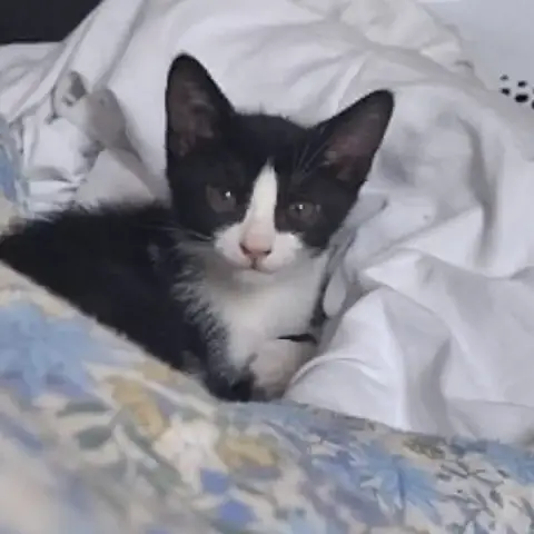 Elliott