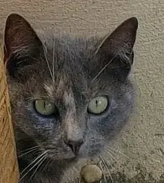 Pamela