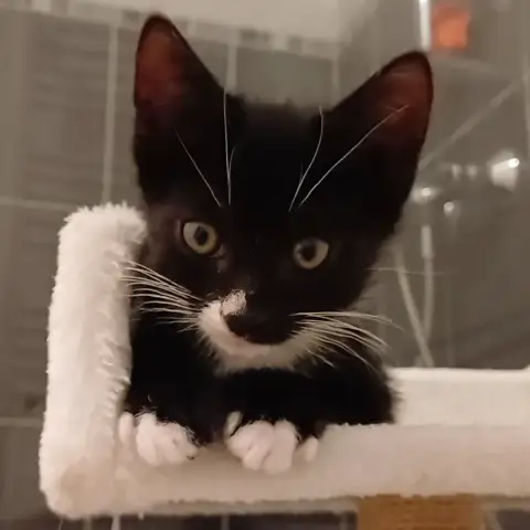 Binx