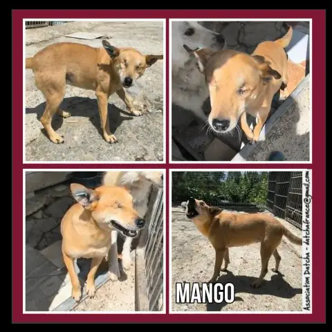 Mango