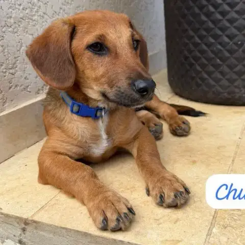Chupa