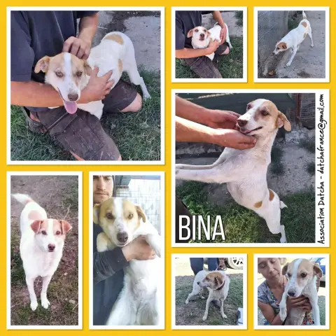 Bina