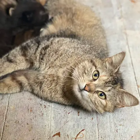 Cléopatre