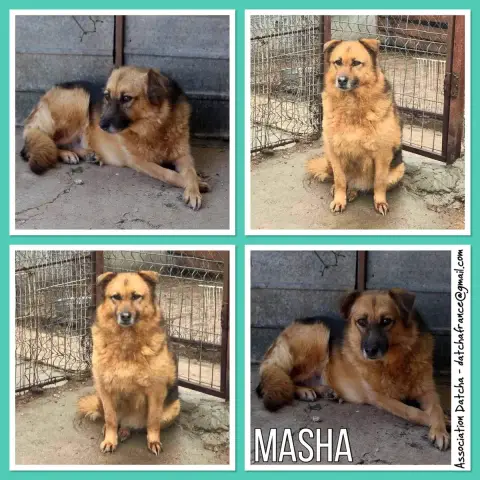 Masha