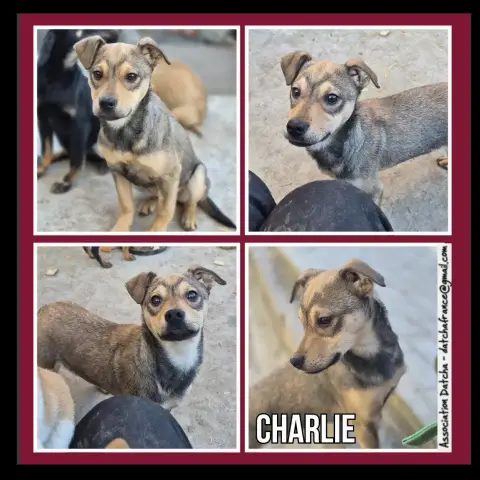 Charlie