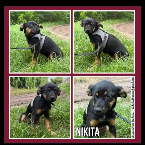 Nikita