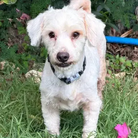 ✨️ Safi ✨️ 🐶