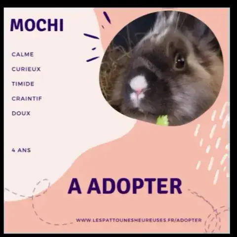 Mochi