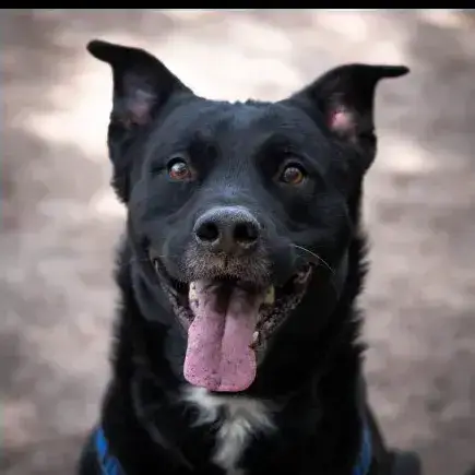 Paco