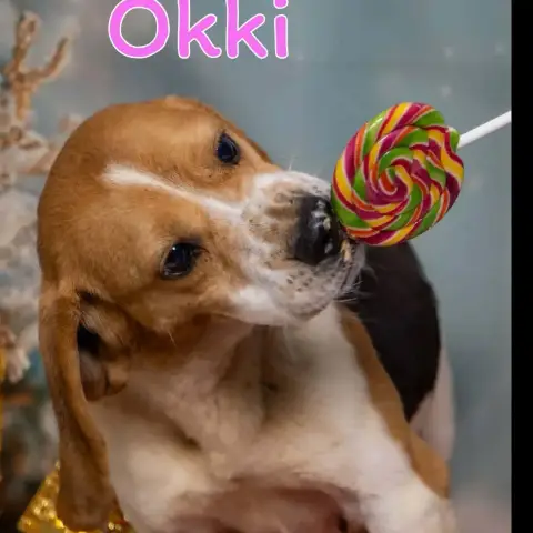 Okki