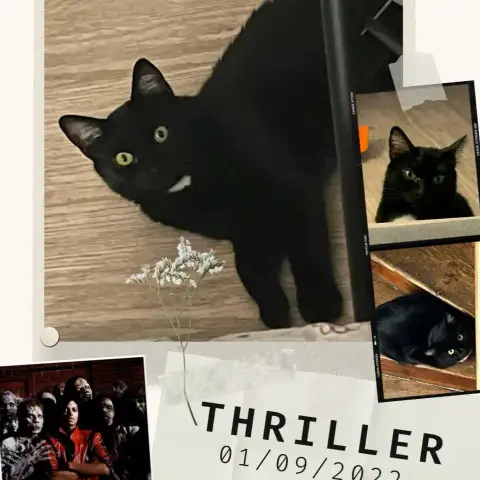 Thriller photo 3