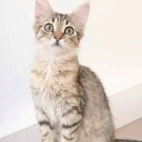 Mochi