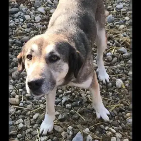 Layla