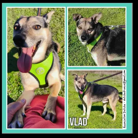 Vlad