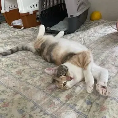 Praline