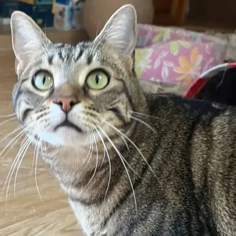 Garfield