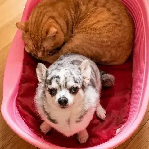 Poofy photo 2