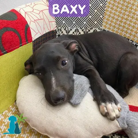 Baxy