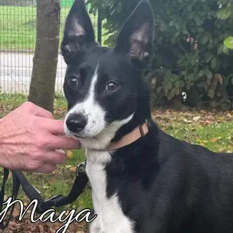 Maya