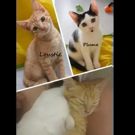 Loustic Et Plume