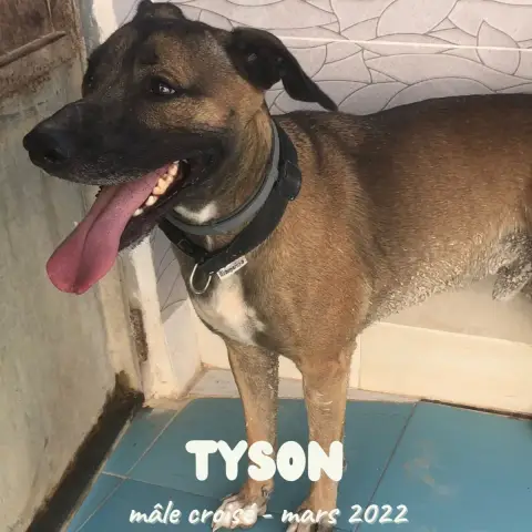 Tyson