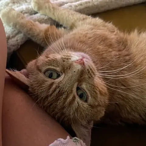 Miaouss photo 3