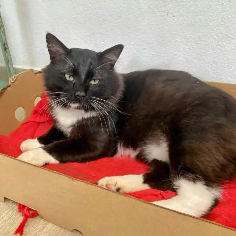 Félix photo 2