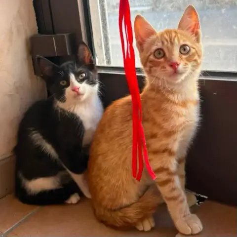 Balou Et Malou