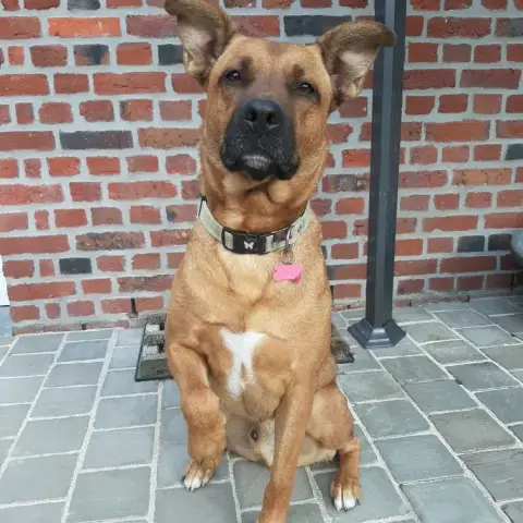 Simba