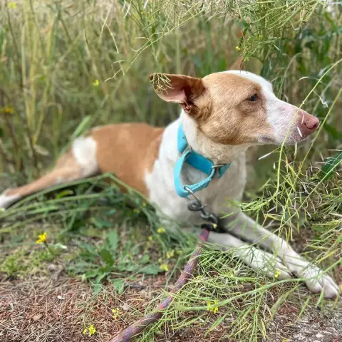 Lili