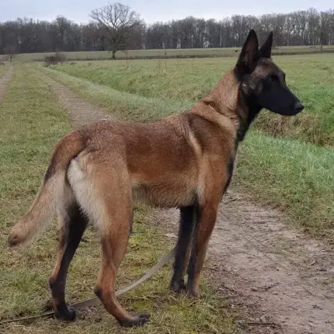 Maya