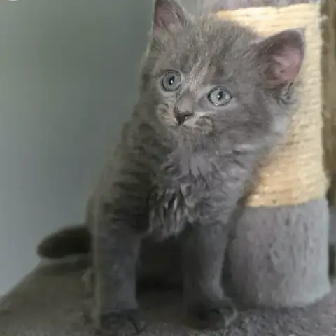 Chocotte