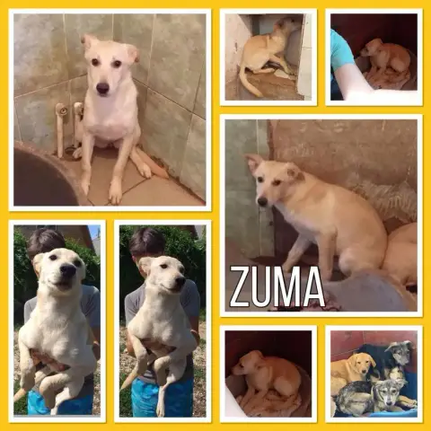 Zuma