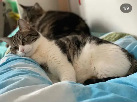 Bébé