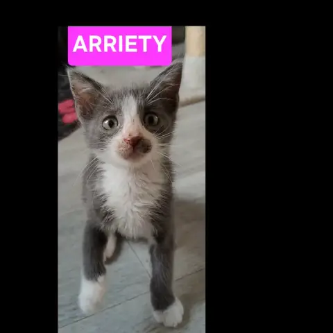 Kanto Et Arriety photo 2