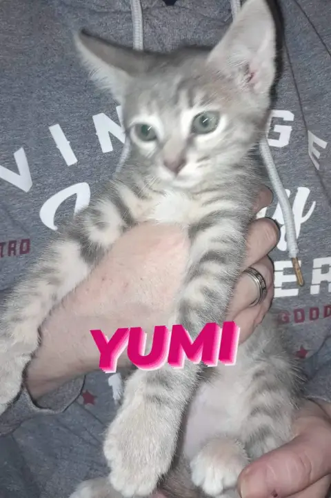 Yumi