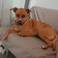 Rex photo 2