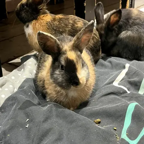 Duo À L'Adoption