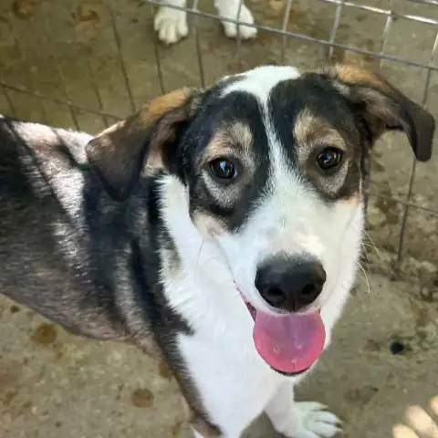 Astro