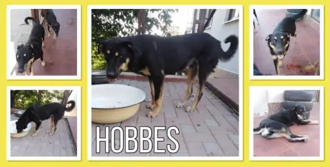 Hobbes