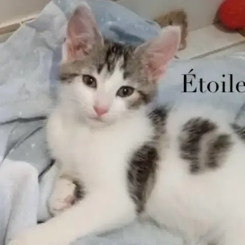 Étoile