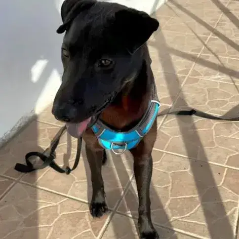 ✨️ Nyxe ✨️ 🐶 photo 3