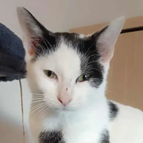 Albert