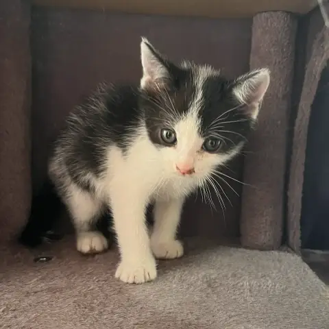 Bébé Biscuit photo 2