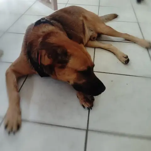 Karamelo photo 2