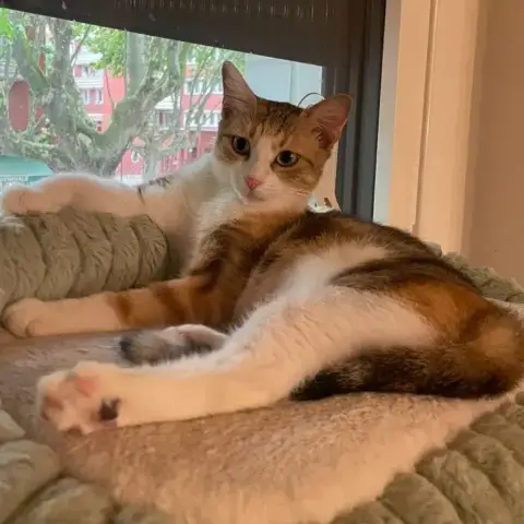 Calico