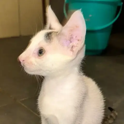 Aby