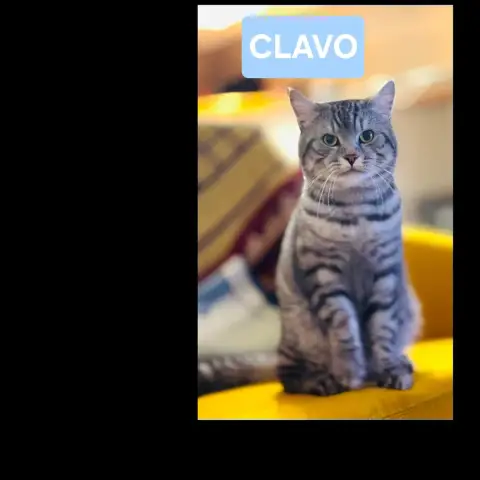 Clavo