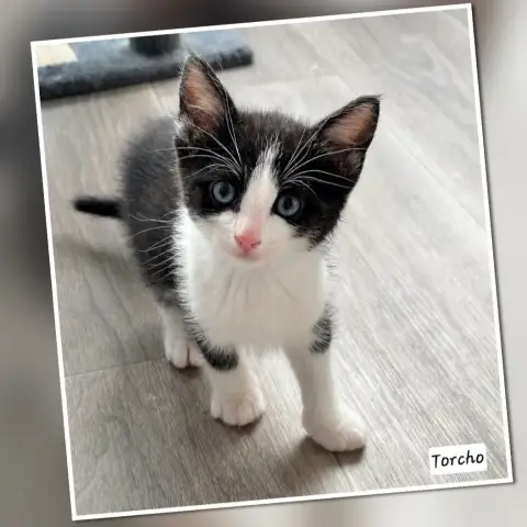 Torcho